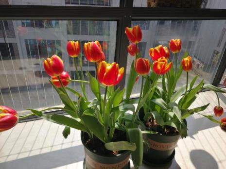 郁金香为什么在冬天开花