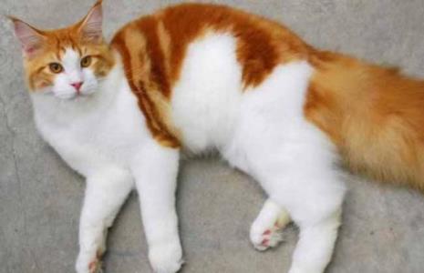 猫特别爱叫是什么性格