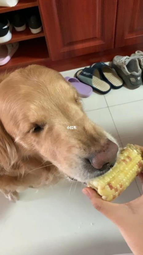 金毛可以吃生玉米吗