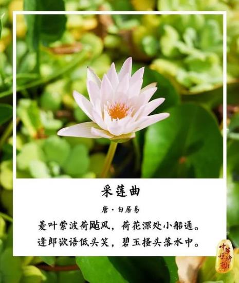采莲曲描绘了一幅怎样的画面