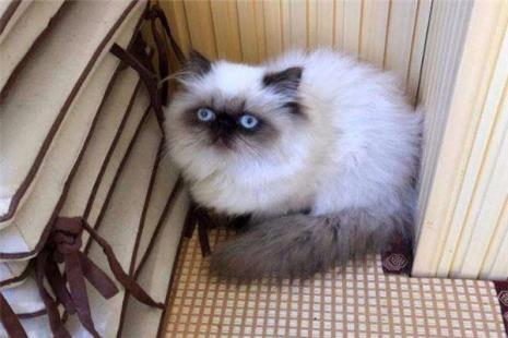 一岁半的猫正常体重