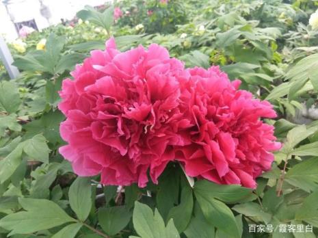 牡丹已有花苞遇到倒春寒怎么办