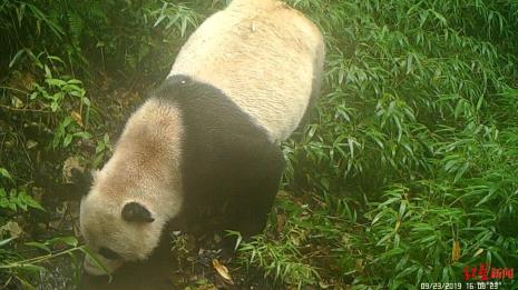为什么熊猫拉屎不臭