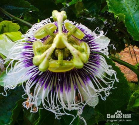 苹果花怎么分辨雌雄