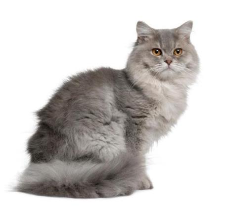 长毛猫哪些品种