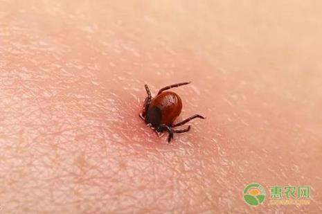 柴油可以杀死牛身上的蜱虫吗