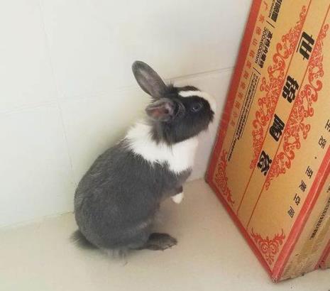 道奇猫猫兔寿命