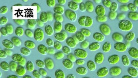 衣笠草是什么生物