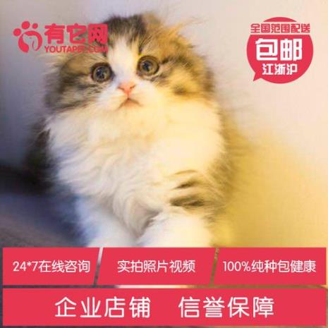 三花高地长毛猫是什么品种