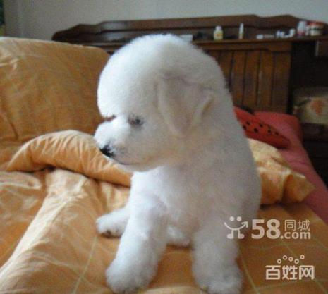 什么样的比熊幼稚算漂亮的