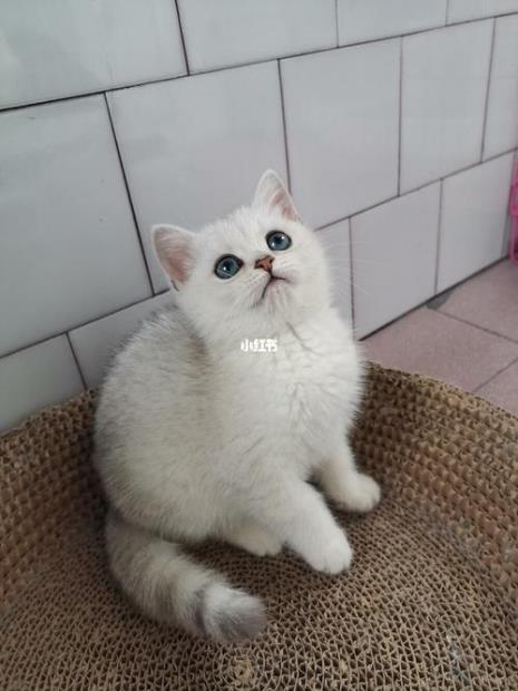 3个月的银点怎么喂食