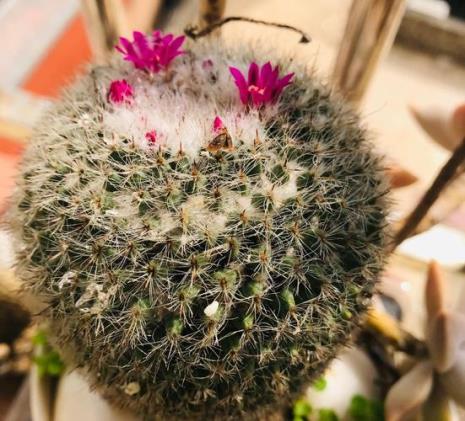 仙人球开三朵花是什么意思