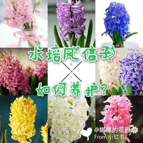 水培风信子必须要加营养液吗