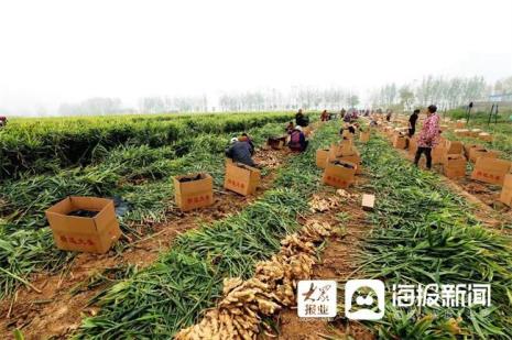 平顶四号大姜怎么样