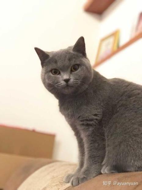 蓝猫怎么叫过来