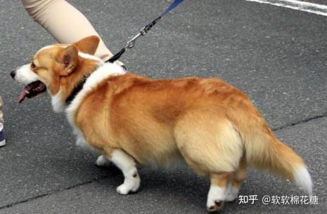 柯基幼犬可不可以在院子里养