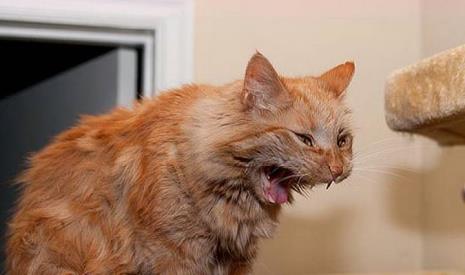 大猫为什么一直对着小猫叫