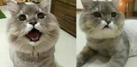 猫咪为什麽不听话