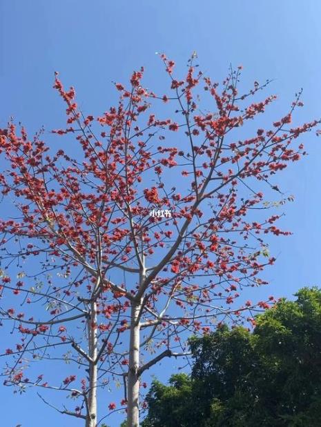 求木棉花借物喻人的话