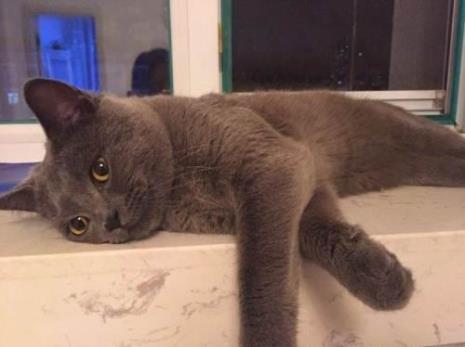 英短蓝猫毛色挂霜咋回事