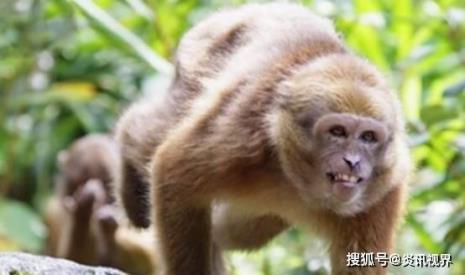 什么熊什么猴