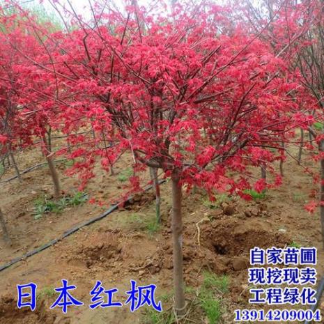 黄荆嫁接红枫方法