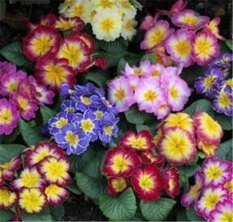 二年生花卉有没有休眠期