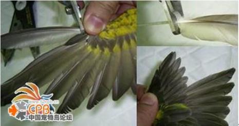 生鸽剪羽好还是拔羽好