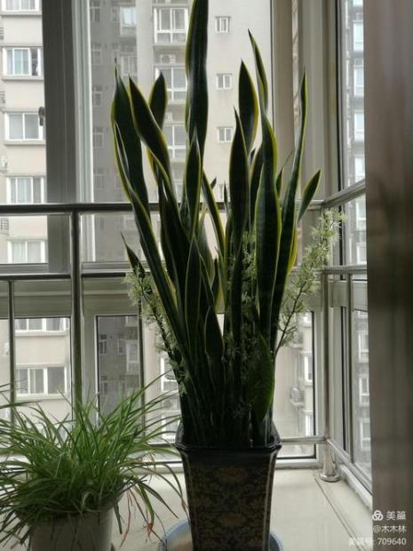 虎皮兰5月份开花正常吗
