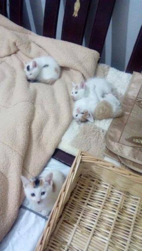 一年八个月的猫多大了