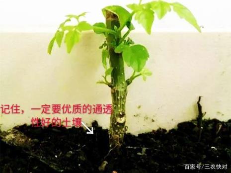 桂花能嫁接幸福树吗