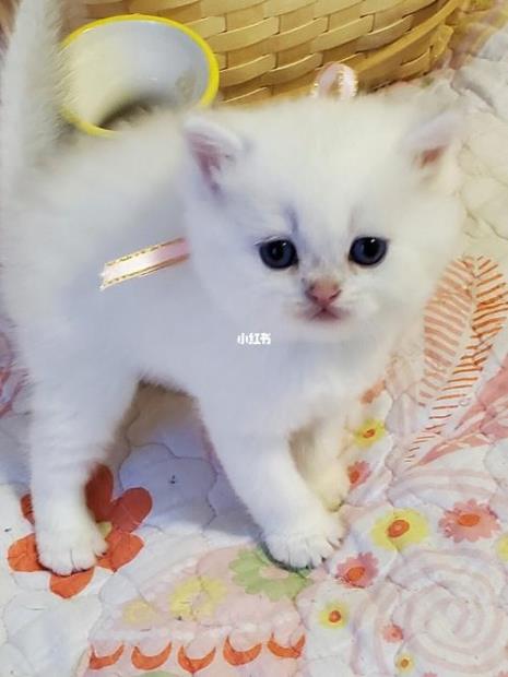 英短纯白和银点能配吗