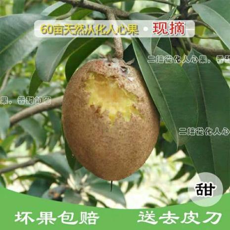 广州适合种植那些水果特产