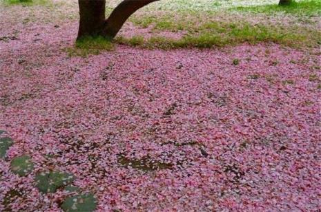 带落花的歌名