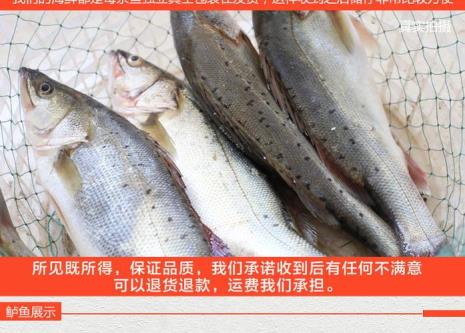 渤海鱼多吗