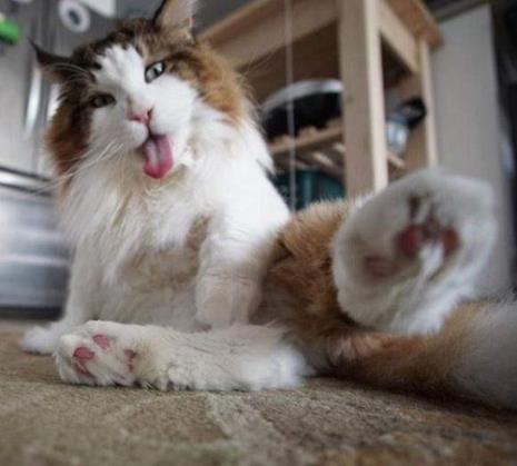 猫咪的身长和体重关系
