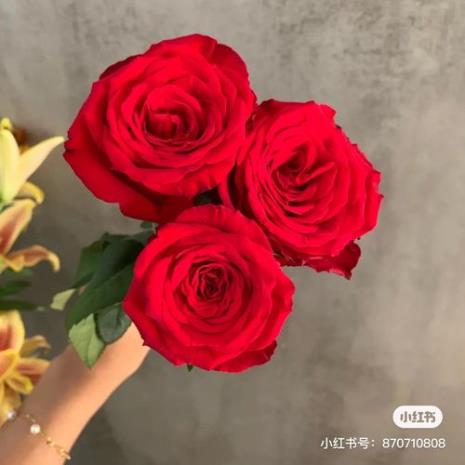 自由红玫瑰介绍