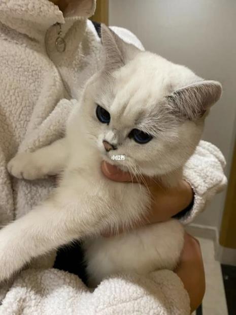 猫咪长到五斤多少时间