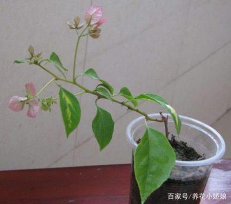 9月份三角梅修剪还会长新芽吗