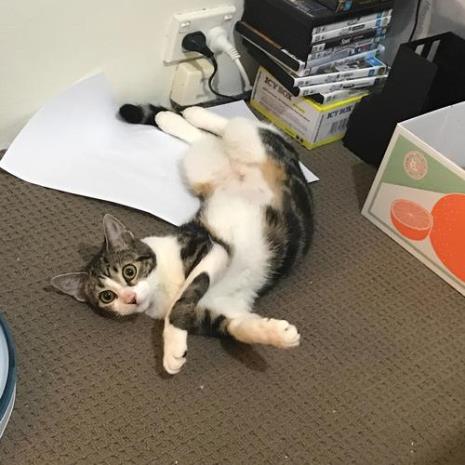 猫咪躺着的正确姿势