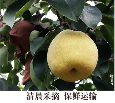 蒲城酥梨基本都是啥品种