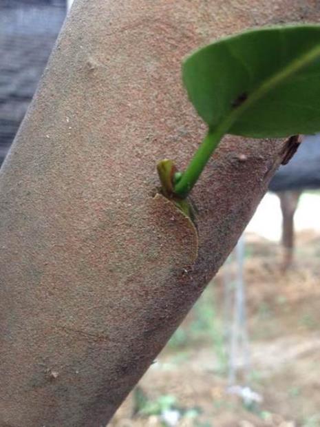黄荆和茶花怎样嫁接