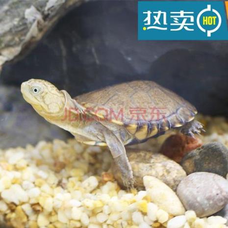 深水龟能和金鱼一起养吗