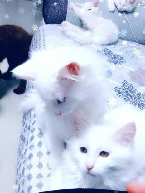 临清狮子猫是中国狸布猫吗