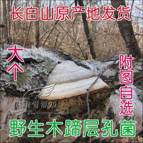 木蹄层孔菌的介绍