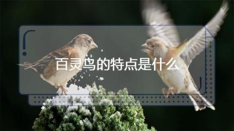 鹌鹑和百灵鸟的区别