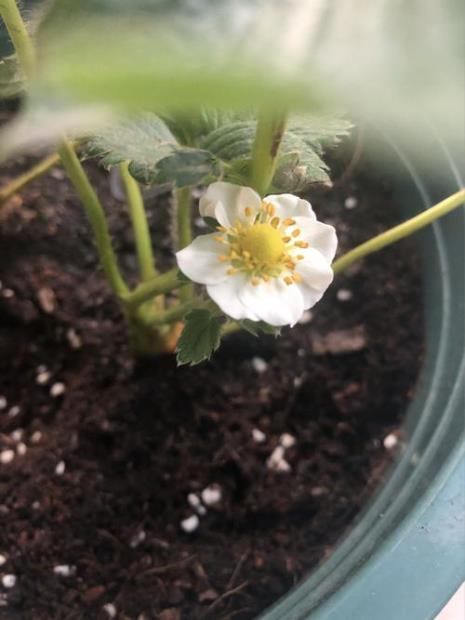 草莓雌雄同花吗