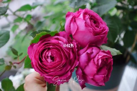 伊芙芳香催眠月季优缺点