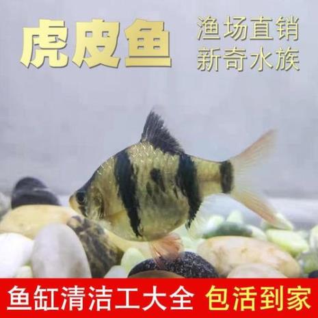 虎皮鱼在室外10度可以养