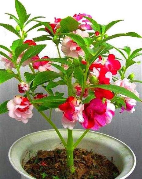 雀尾花几月开花